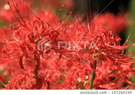 府中市鄉土森林博物館 - 紅花石蒜 府中市鄉土森林博物館 - 紅花石蒜 143164194
