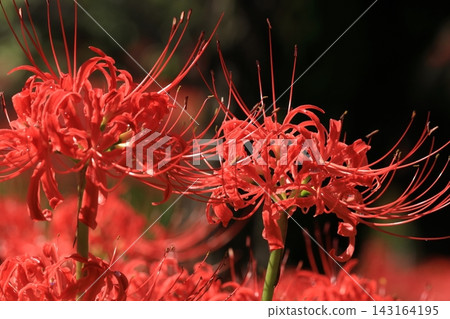 府中市鄉土森林博物館 - 紅花石蒜 143164195