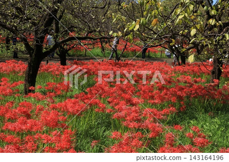 府中市鄉土森林博物館 - 紅花石蒜 府中市鄉土森林博物館 - 紅花石蒜 143164196