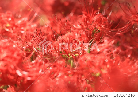 府中市鄉土森林博物館 - 紅花石蒜 府中市鄉土森林博物館 - 紅花石蒜 143164210
