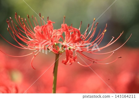 府中市鄉土森林博物館 - 紅花石蒜 143164211