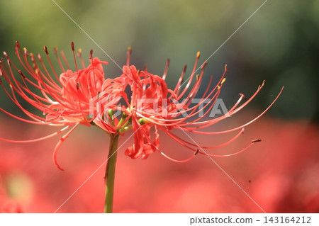 府中市鄉土森林博物館 - 紅花石蒜 143164212