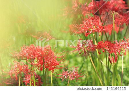 府中市鄉土森林博物館 - 紅花石蒜 府中市鄉土森林博物館 - 紅花石蒜 143164215
