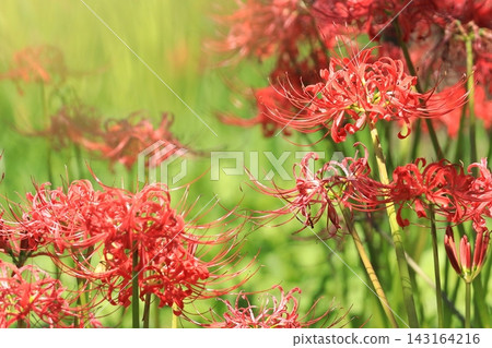 府中市鄉土森林博物館 - 紅花石蒜 府中市鄉土森林博物館 - 紅花石蒜 143164216
