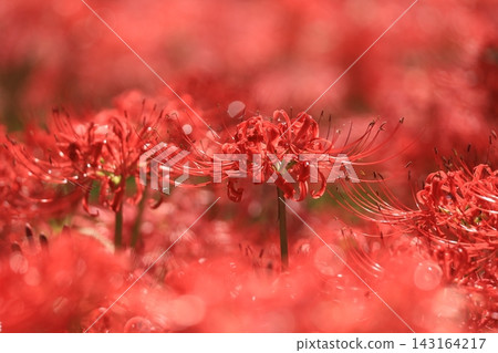 府中市鄉土森林博物館 - 紅花石蒜 府中市鄉土森林博物館 - 紅花石蒜 143164217