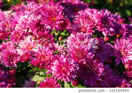 Pink decorative chrysanthemum flowers morifolium blooming in autumn garden, floral background Pink decorative chrysanthemum flowers morifolium blooming in autumn garden, floral background 143164504