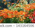 Red and yellow decorative spider chrysanthemum morifolium flowers blooming in autumn garden 143164506