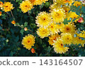 Yellow decorative chrysanthemum morifolium, garden mum flowers blooming in garden, floral background 143164507