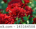 Red decorative chrysanthemum morifolium, garden mum flowers blooming in garden, floral background 143164508
