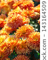 Orange double chrysanthemum morifolium, garden mum flowers with buds blooming in autumn garden 143164509