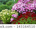 Colorful chrysanthemum blooming in autumn garden  with red, pink and yellow flowers, fall landscape 143164510