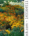 Colorful decorative chrysanthemum flowers blooming in autumn garden with flower beds. Plant breeding 143164511
