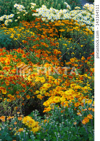 Colorful decorative chrysanthemum flowers blooming in autumn garden with flower beds. Plant breeding Colorful decorative chrysanthemum flowers blooming in autumn garden with flower beds. Plant breeding 143164511