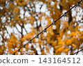 Outdoor string light bulbs on golden autumn trees and warm bokeh background. Cafe and patio decor 143164512