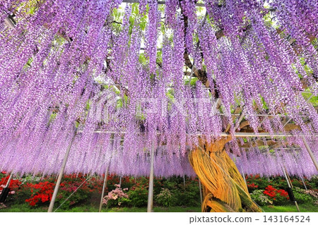 足利花卉公園Murasaki紫藤 足利花卉公園Murasaki紫藤 143164524
