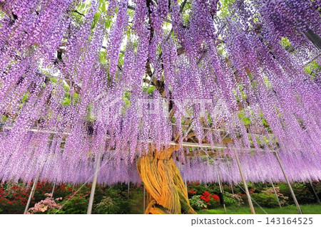 足利花卉公園Murasaki紫藤 足利花卉公園Murasaki紫藤 143164525