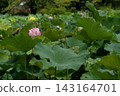 Lotus leaves and pink flowers cover Shinobazu Pond in summer. 143164701
