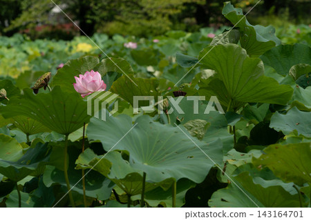 Lotus leaves and pink flowers cover Shinobazu Pond in summer. Lotus leaves and pink flowers cover Shinobazu Pond in summer. 143164701