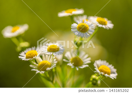 Pretty white daisy fleabane blooms soft green bokeh sunlit meadow gentle daylight fresh wildflower scene detail. Perfect nature botanical closeup summer. Fresh outdoors wellness natural green Pretty white daisy fleabane blooms soft green bokeh sunlit meadow gentle daylight fresh wildflower scene detail. Perfect nature botanical closeup summer. Fresh outdoors wellness natural green 143165202