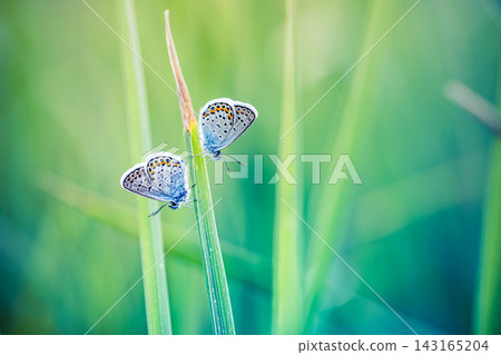 Delicate two blue butterflies perched slender grass blades soft green bokeh gentle summer meadow light wildlife detail. Perfect nature wildlife closeup summer. Peaceful outdoors wellness natural green Delicate two blue butterflies perched slender grass blades soft green bokeh gentle summer meadow light wildlife detail. Perfect nature wildlife closeup summer. Peaceful outdoors wellness natural green 143165204