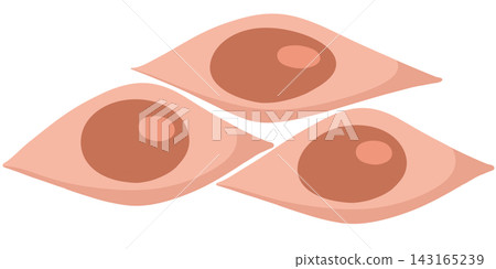 muscle cells muscle cells 143165239