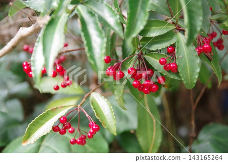 新年裝飾:Ardisia crenata 1 新年裝飾:Ardisia crenata 1 143165264