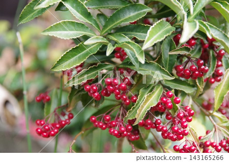 New Year's decorations: Ardisia crenata (3) New Year's decorations: Ardisia crenata (3) 143165266
