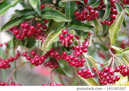 新年裝飾品:Ardisia crenata (4) 新年裝飾品:Ardisia crenata (4) 143165267