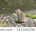 一隻野生猴子站在清澈的溪流旁，仰望著天空。 143165294