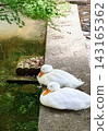 Two ducks snuggling together peacefully by a beautiful green body of water—a fairytale-like scene straight out of a children's story. 143165362