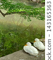 Two ducks snuggling together peacefully by a beautiful green body of water—a fairytale-like scene straight out of a children's story. 143165363