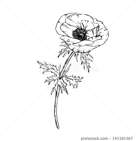 Anemone flower with petals, leaves and long stem. Hand drawn vector line art with black outlines. Realistic spring wildflower for packaging, tattoos and botanical design isolated from background Anemone flower with petals, leaves and long stem. Hand drawn vector line art with black outlines. Realistic spring wildflower for packaging, tattoos and botanical design isolated from background 143165367