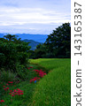 Red spider lilies blooming along the rice paddy banks 143165387