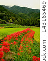 Red spider lilies blooming along the rice paddy banks 143165469