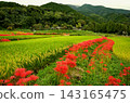 Red spider lilies blooming along the rice paddy banks 143165475