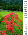 Red spider lilies blooming along the rice paddy banks 143165491