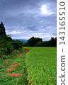 Red spider lilies blooming along the rice paddy banks 143165510