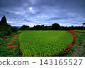 Red spider lilies blooming along the rice paddy banks 143165527