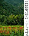 Red spider lilies blooming along the rice paddy banks 143165534