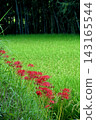 Red spider lilies blooming along the rice paddy banks 143165544