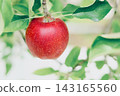 Apples that turned red 143165560