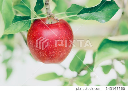 變紅的蘋果 變紅的蘋果 143165560