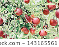 Apples that turned red 143165561