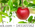 Apples that turned red 143165562