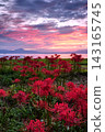 Spider lilies and the sunrise at Genjihama Beach 143165745