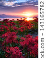 Spider lilies at Genjihama Beach, illuminated by the morning sun. 143165782