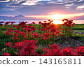 Spider lilies at Genjihama Beach, illuminated by the morning sun. 143165811