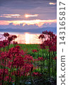 Spider lilies at Genjihama Beach, illuminated by the morning sun. 143165817