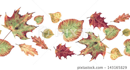 Autumn leaf seamless border from deciduous trees. Realistic hand painted watercolor botanical illustration, fall foliage coloured in red, orange, yellow, green nature pattern isolated from background. Autumn leaf seamless border from deciduous trees. Realistic hand painted watercolor botanical illustration, fall foliage coloured in red, orange, yellow, green nature pattern isolated from background. 143165829