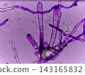 Powdery mildew conidia 143165832